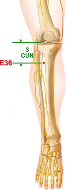 Localisation Estomac 36