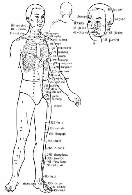 Trajet du méridien Estomac